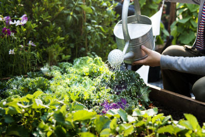 Comment bien arroser son potager ?