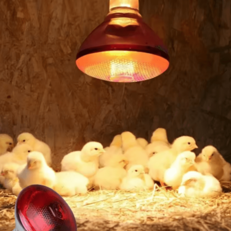 Jardioui 1 Lampe (34.90 €/ pcs) Lampe Chauffante à Infrarouge pour Poulailler